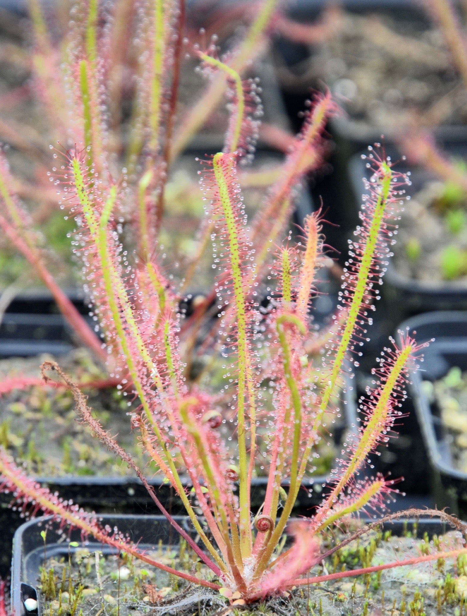 Carniflore Drosera x anfil plante carnivore pot 9cm hybride rustique