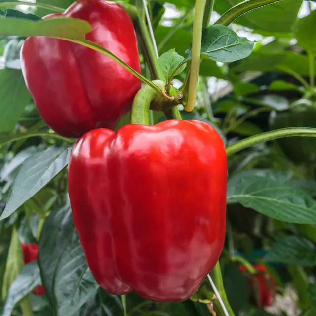 Bakker Sonar F1 plant poivron rouge les 3 plants Ø10,5 cm