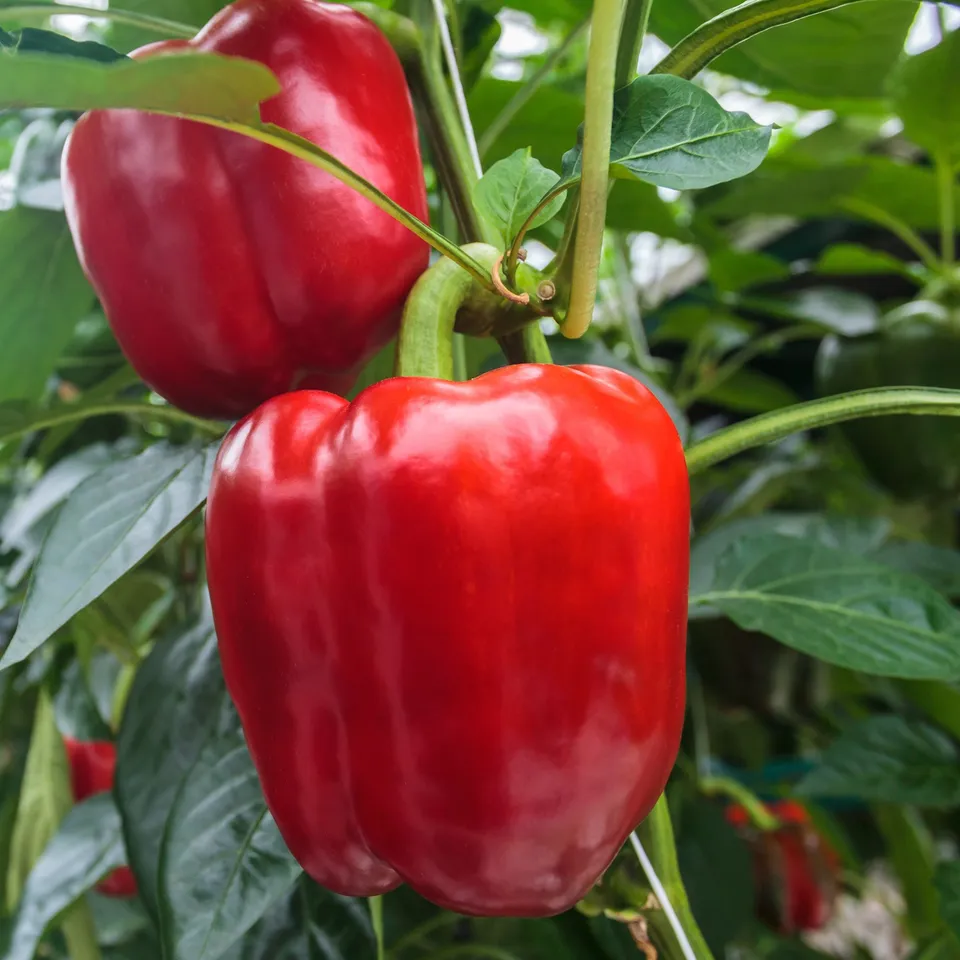 Bakker Sonar F1 plant poivron rouge les 3 plants Ø10,5 cm