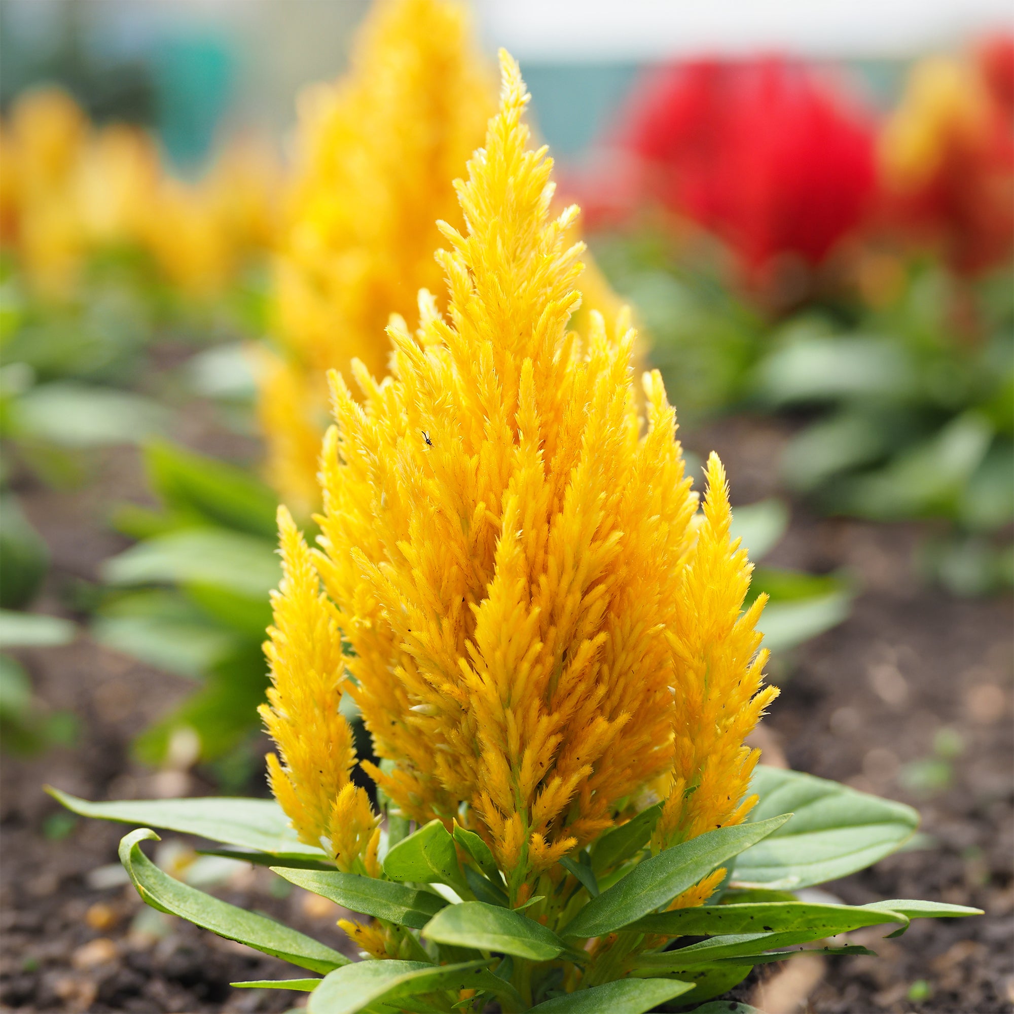 Bakker Célosie jaune Celosia fleur terrasse pot Ø12cm