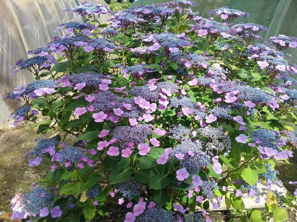Les Hortensias du Haut Bois Atmosphère hortensia fleurs plates rose