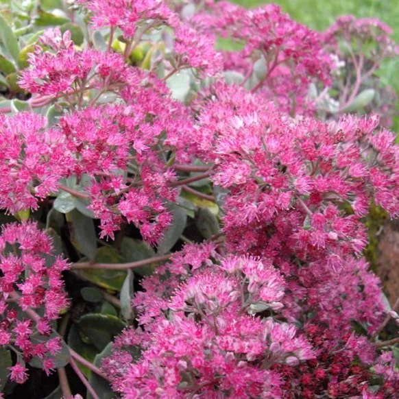 Passion Vivaces Sedum cauticola Lidakense vivace godet rose