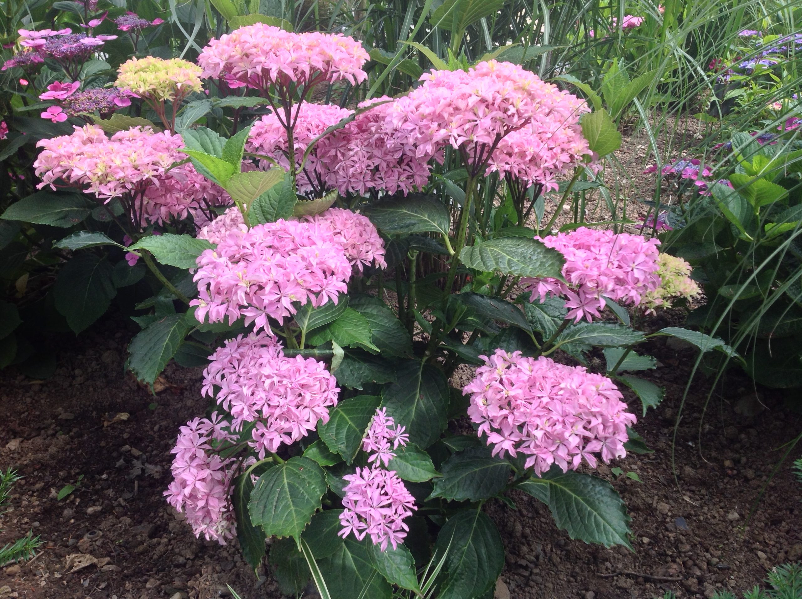 Les Hortensias du Haut Bois You and Me Inspire hortensia godet