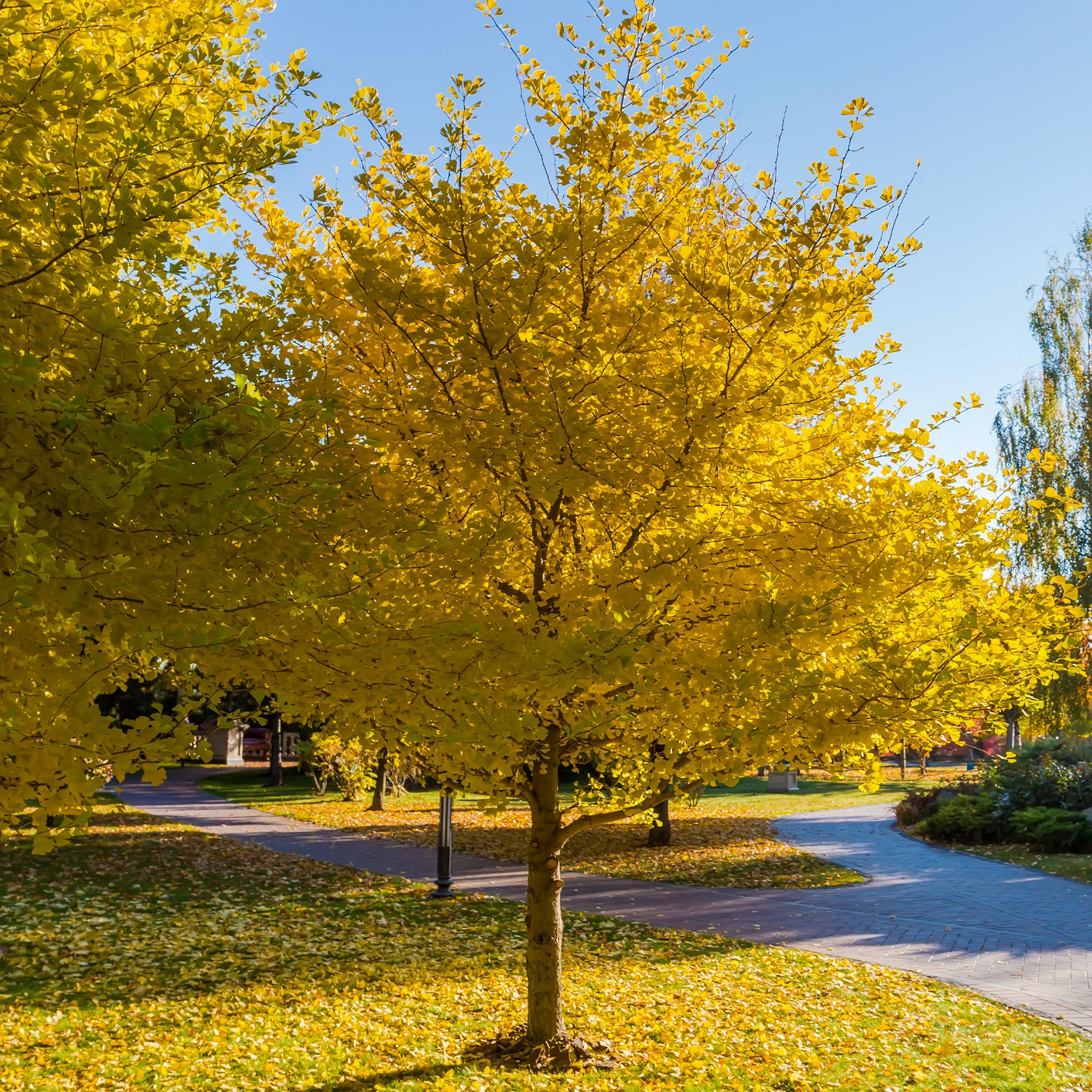 Bakker Ginkgo biloba arbre pot 3L 80-100cm jaune