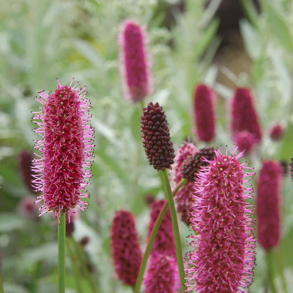 Bakker Pimprenelle Alaska Sanguisorba pot 9 cm