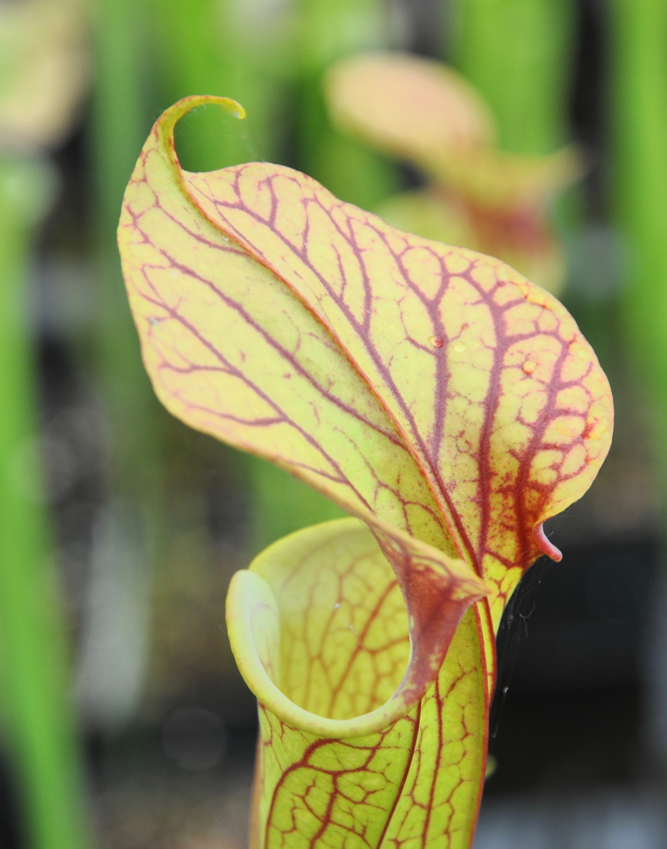 Carniflore Sarracenia Moorei plante carnivore 1 point de pousse