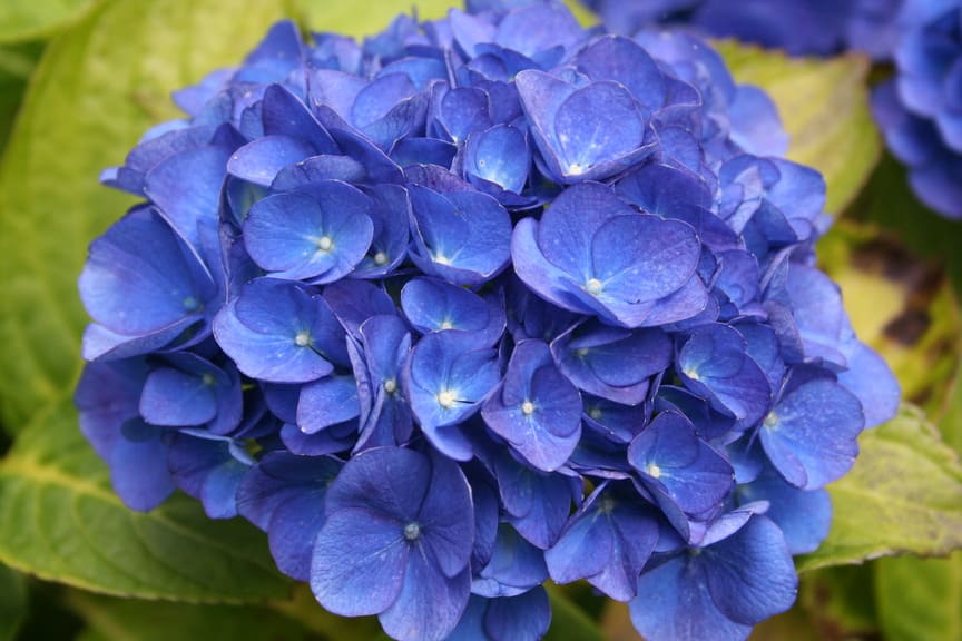 Les Hortensias du Haut Bois Trotsburg hortensia boule fleurs rondes godet