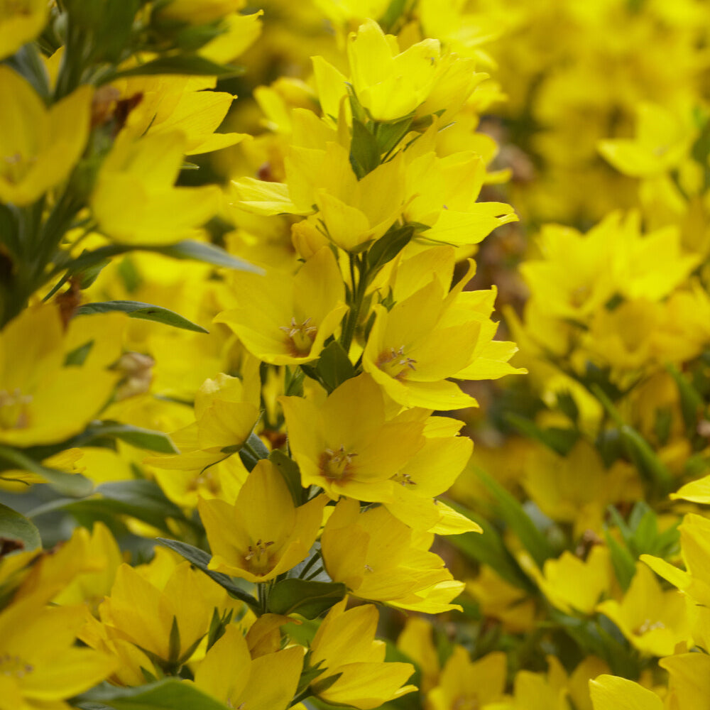 Bakker Plantes vivaces Lysimaque ponctuée pot Ø 9cm jaune