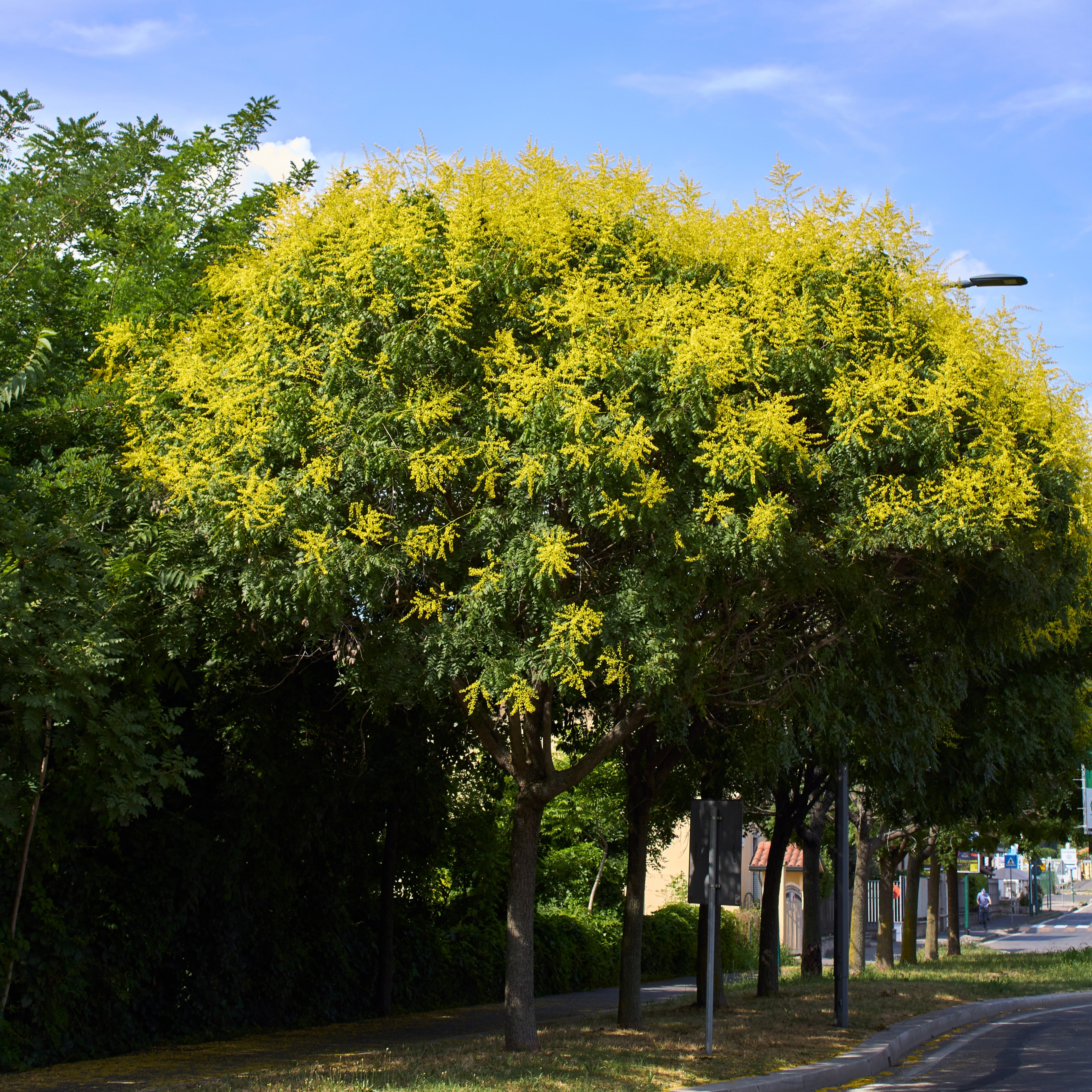 Bakker Savonnier arbre d'ornement pot 3L 40-50cm jaune