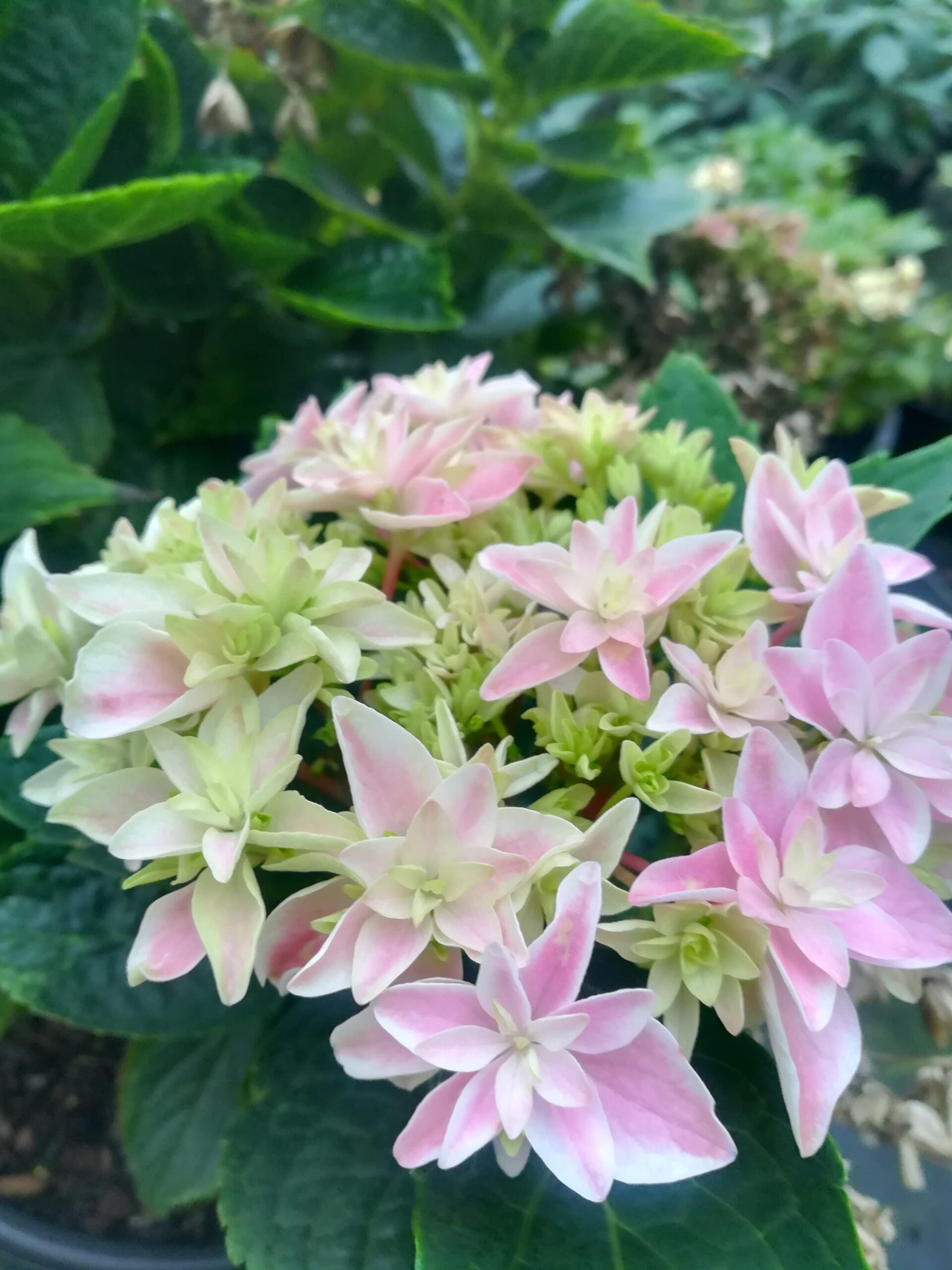Les Hortensias du Haut Bois Louison hortensia boule godet 2023