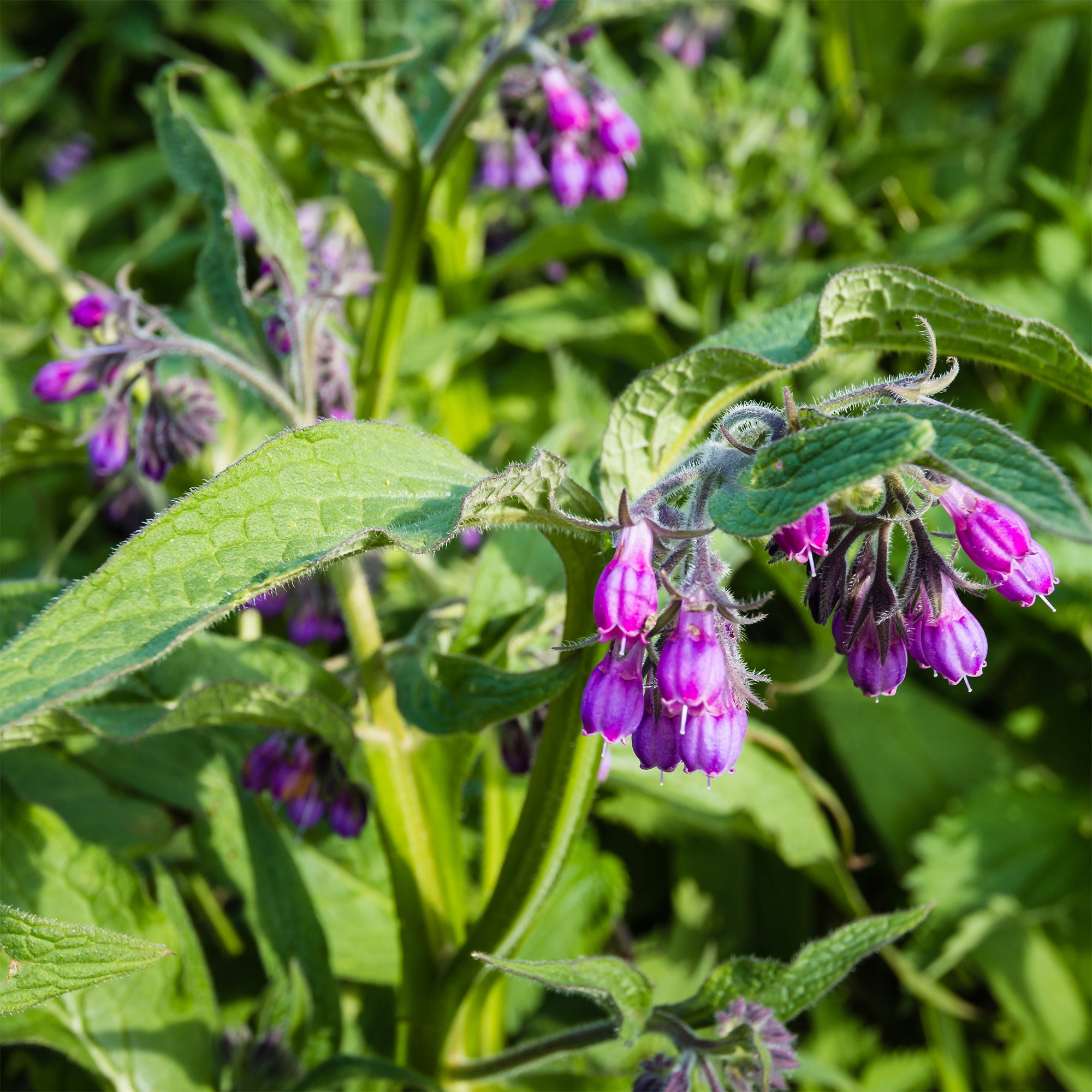 Bakker Consoude officinale plante vivace pot 9cm mellifère