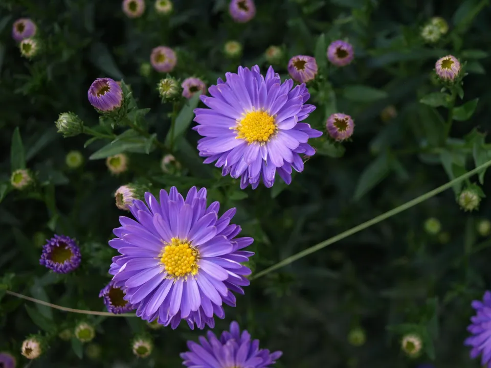 Passion Vivaces Aster novi-belgii Pyramide vivace godet bleu