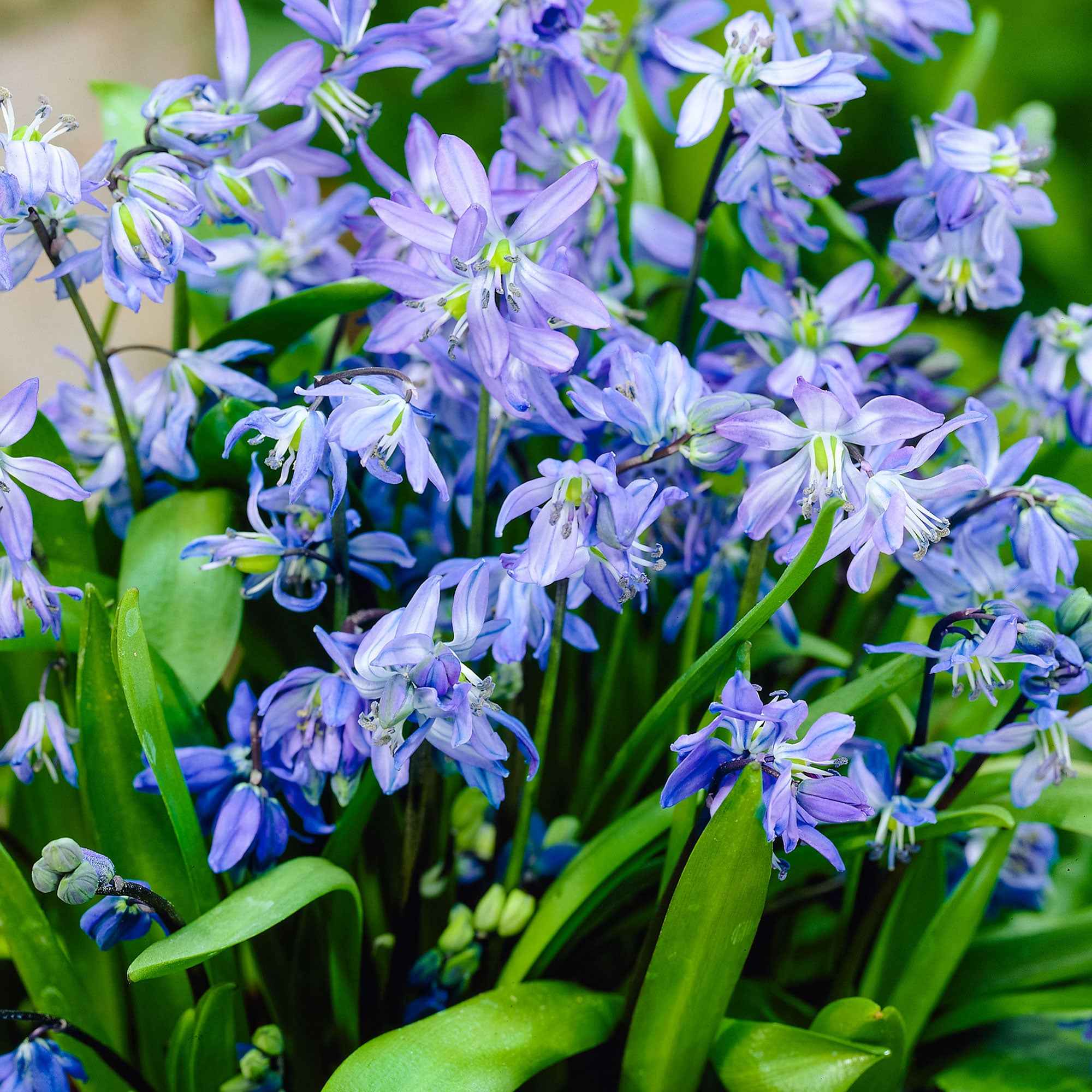 Bakker Scille de Sibérie bulbe à fleurs sachet 20 bleue
