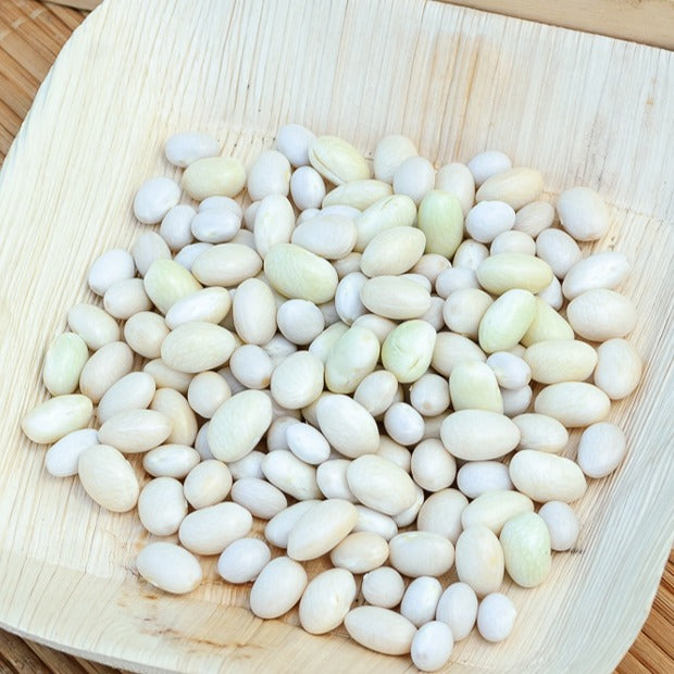 Bakker Haricot Coco nain blanc précoce sachet 200g 140 graines