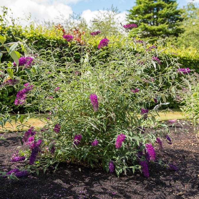 Bakker Buddleja Nanho Purple arbuste pot Ø9 cm violet
