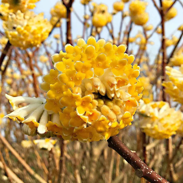 Bakker Edgeworthia Grandiflora arbuste pot 1.5L fleurs jaunes