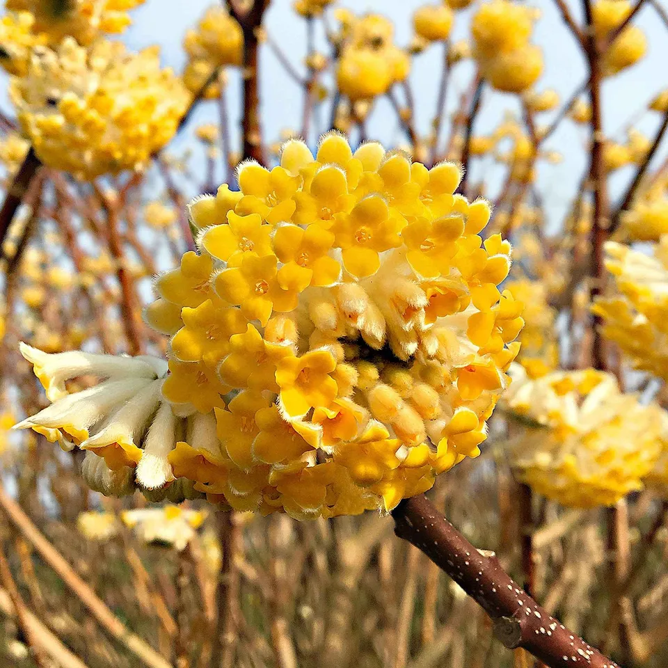 Bakker Edgeworthia Grandiflora arbuste pot 1.5L fleurs jaunes