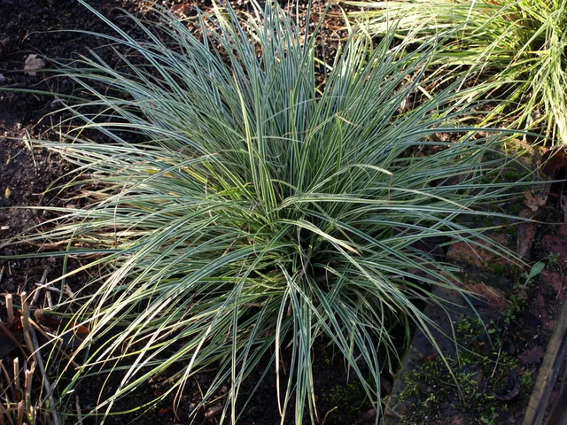 Passion Vivaces Carex oshimensis Everest plante vivace pot 1L panaché