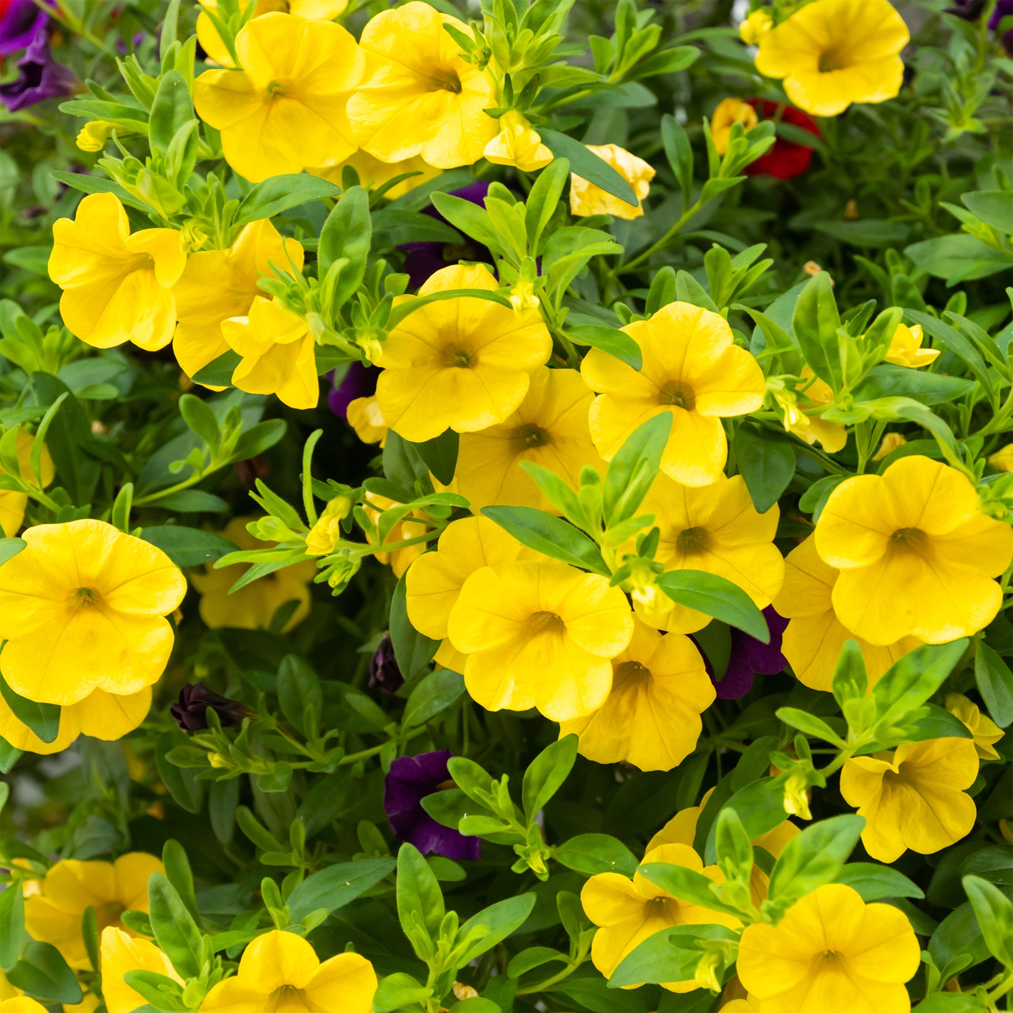 Bakker Mini-pétunia jaunes plante balcon 3 pots 10,5cm