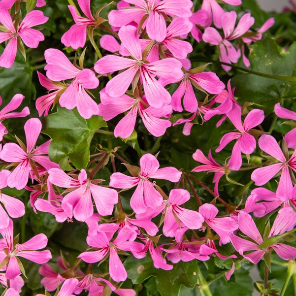 Bakker Géranium lierre rose pot 13cm retombant balcon