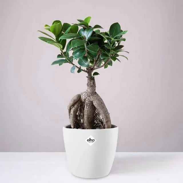 Bakker Ficus Ginseng bonsaï plante d'intérieur 2 pots Ø12 cm