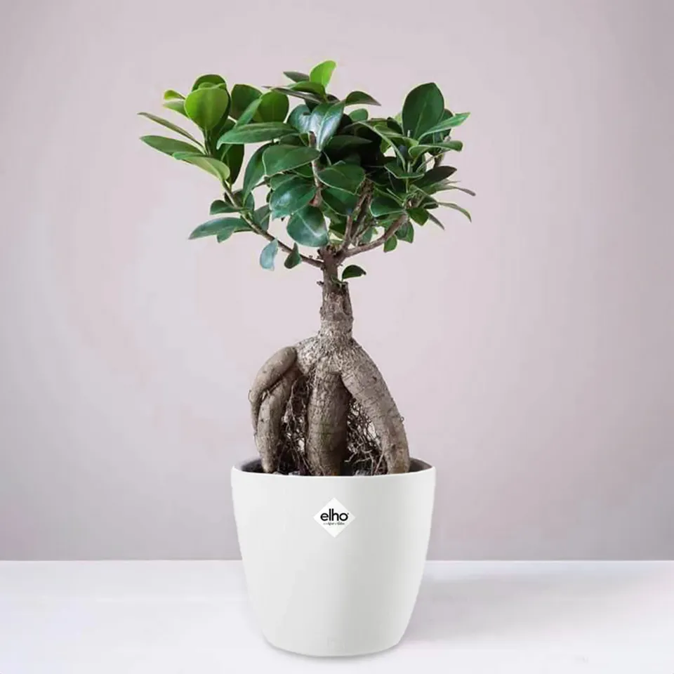Bakker Ficus Ginseng bonsaï plante d'intérieur 2 pots Ø12 cm