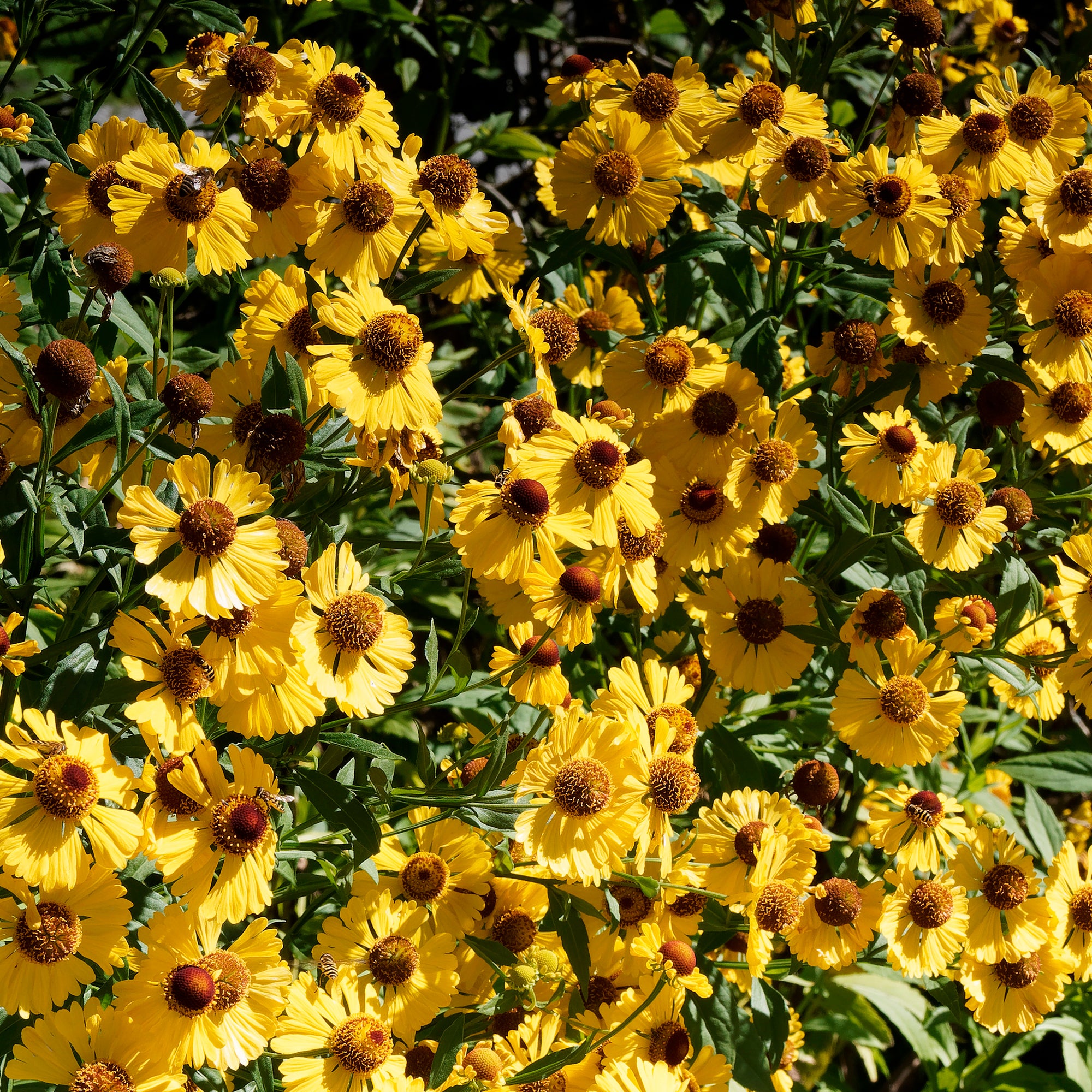 Bakker Hélénie Pumilum Magnificum vivace pot 9cm jaune
