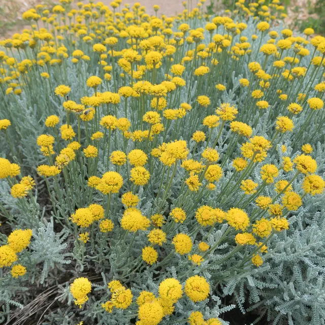 Bakker Santoline argentée vivace pot 2L jaune 20cm