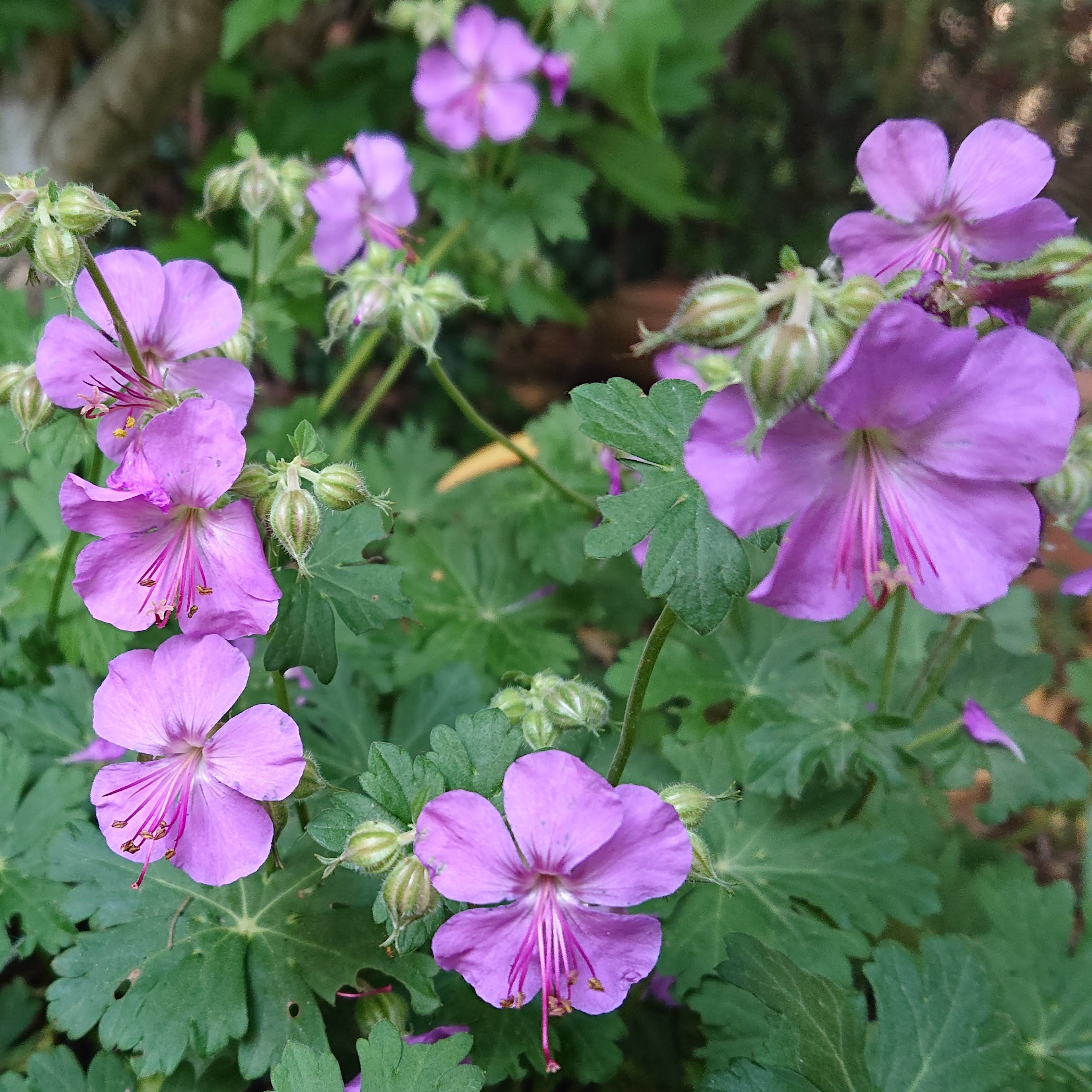 Passion Vivaces Geranium cantabrigiense Karmina vivace godet rose