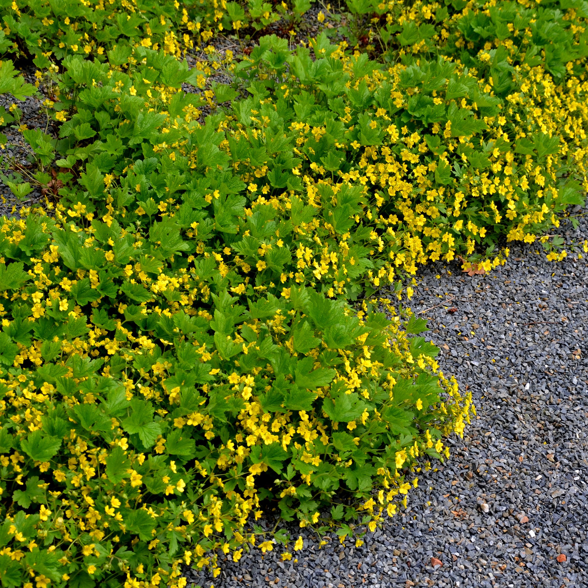 Bakker Waldsteinia geoide vivace couvre-sol pot Ø 9cm jaune