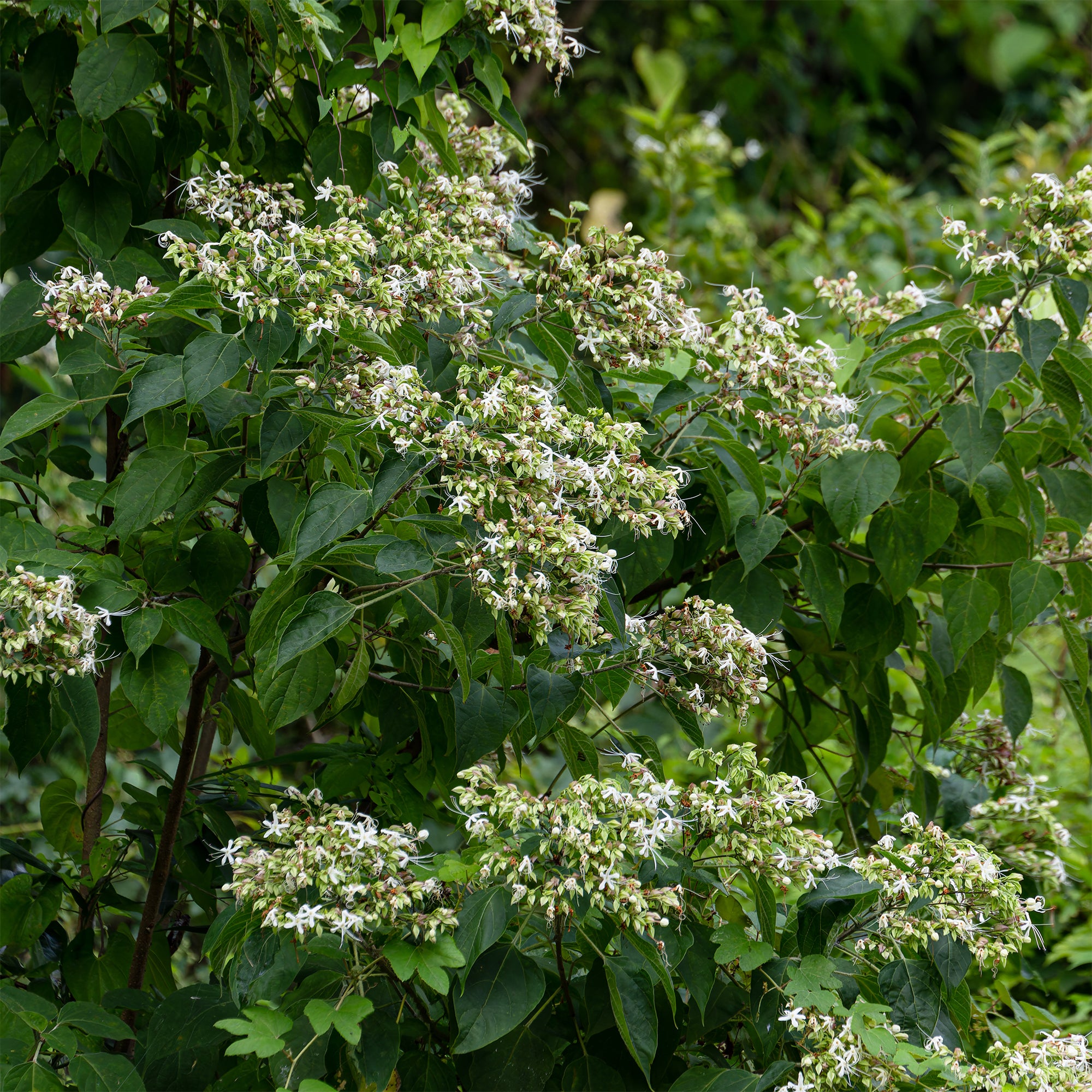 Bakker Clerodendrum arbre du clergé arbuste pot 2L