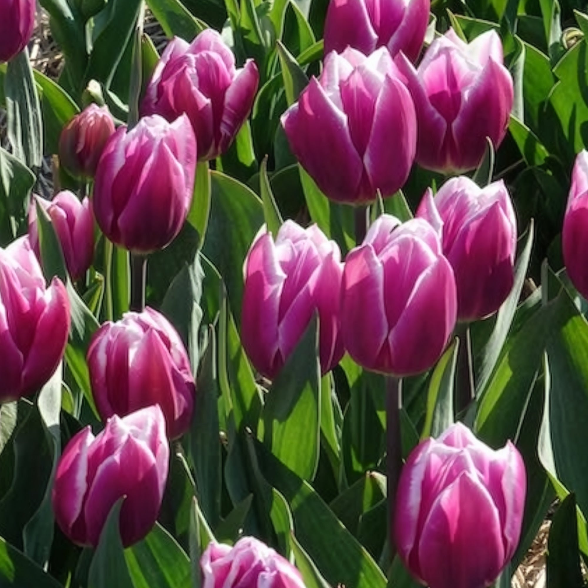 Bakker Tulipe Synaeda Blue bulbe triomphe violet x7