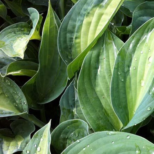 Bakker Hosta Striptease funkia pot 3L feuillage ombre