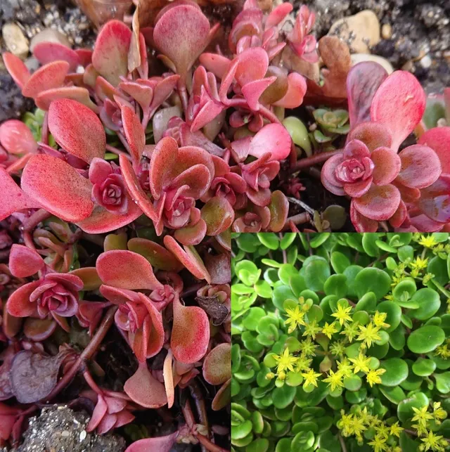 Passion Vivaces Sedum Coral Reef plante grasse pot 1L jaune