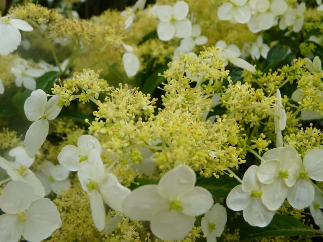 Les Hortensias du Haut Bois Angustipetala hortensia godet rare