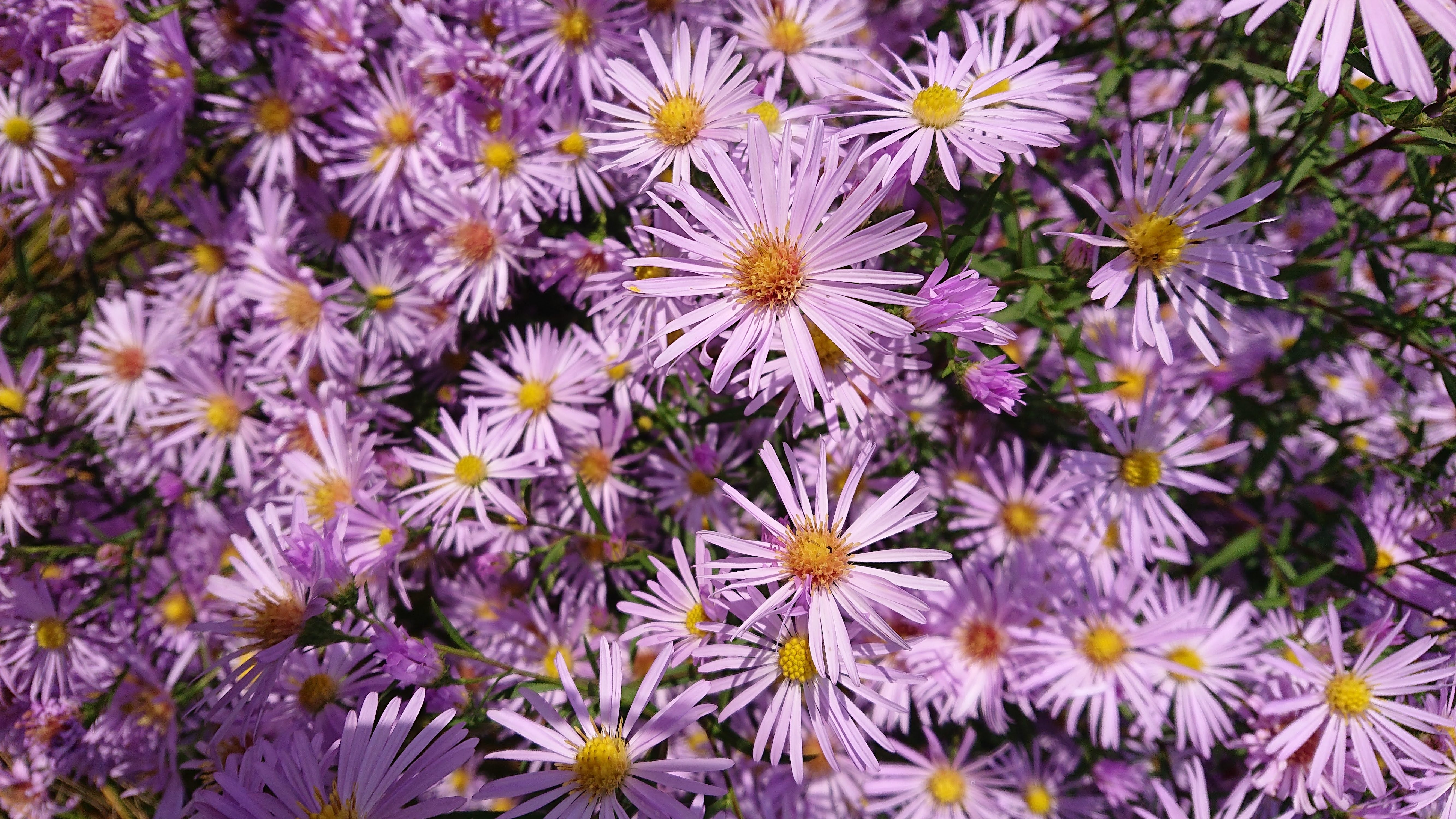 Passion Vivaces ASTER X Henri Pico vivace godet mauve pâle tardif