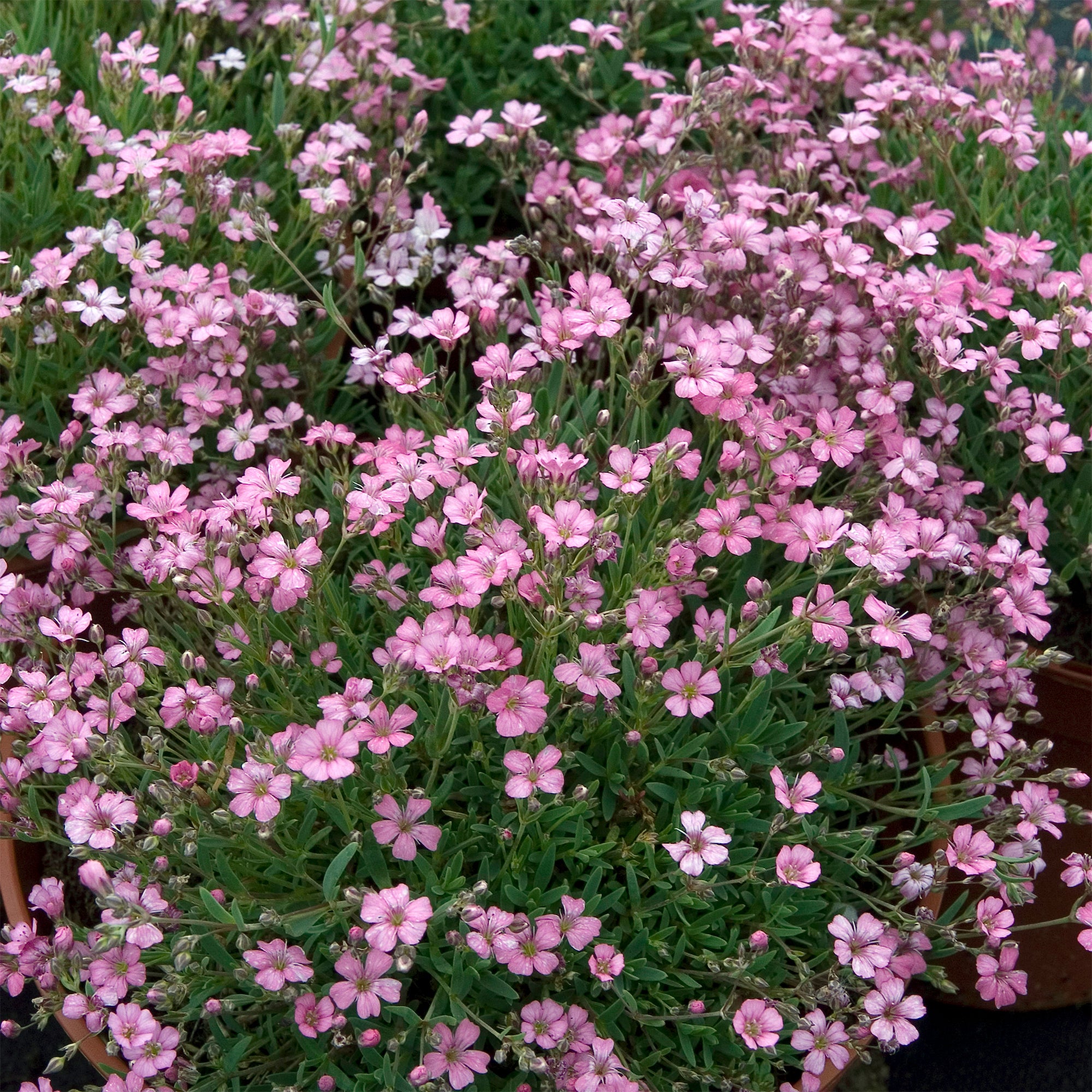 Bakker Gypsophile Rosea rampant fleur rose pot 9cm couvre-sol