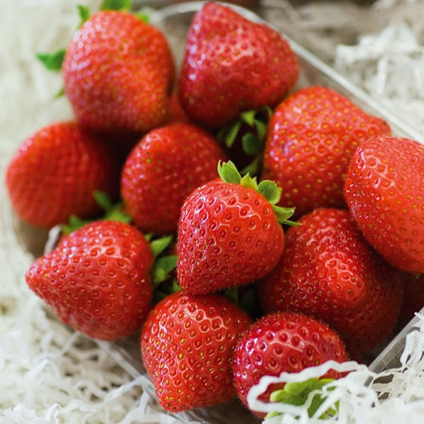 Bakker Fruitiers Fraisier Charlotte remontant 20 racines nues
