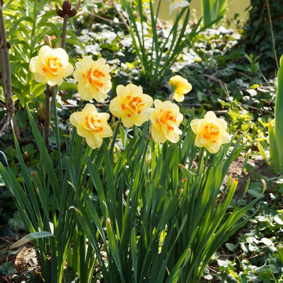 Bakker Tahiti narcisse double sachet 10 bulbes jaune