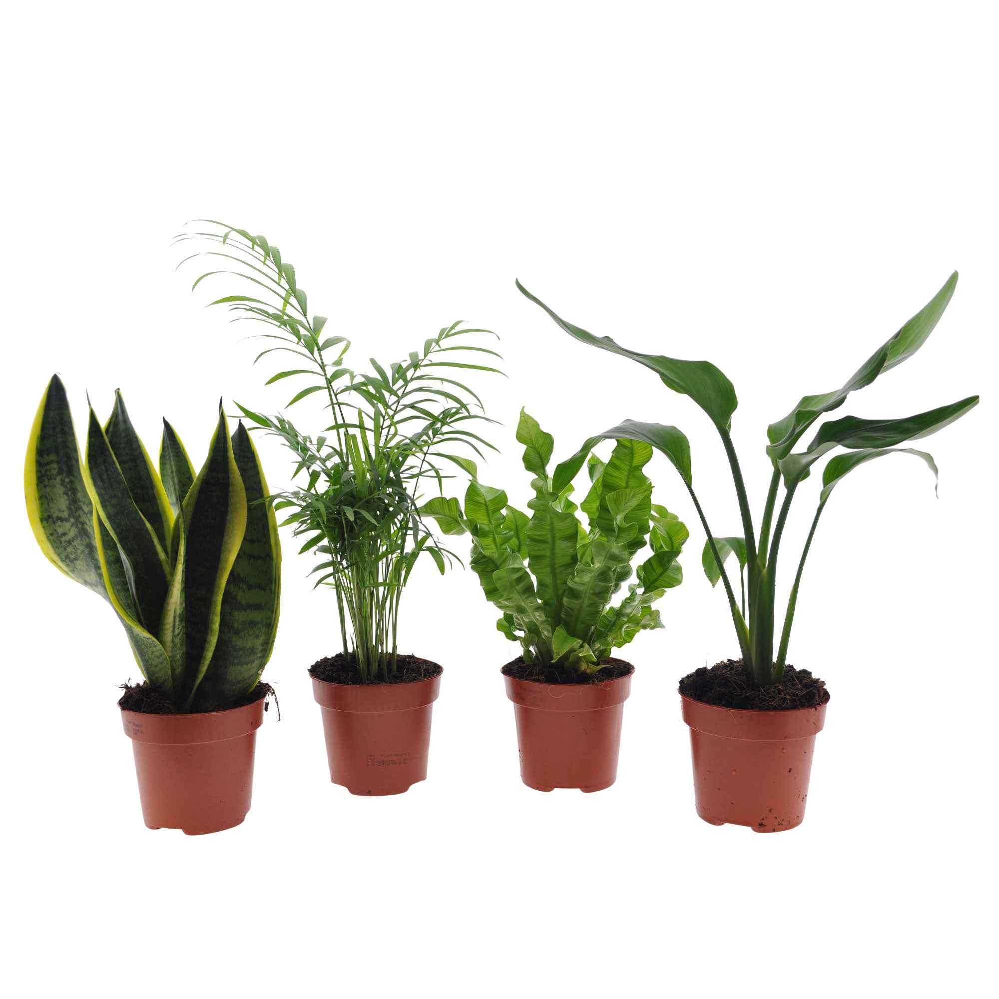 Bakker Collection 4 plantes vertes intérieur 4 pots Ø12cm mi-ombre