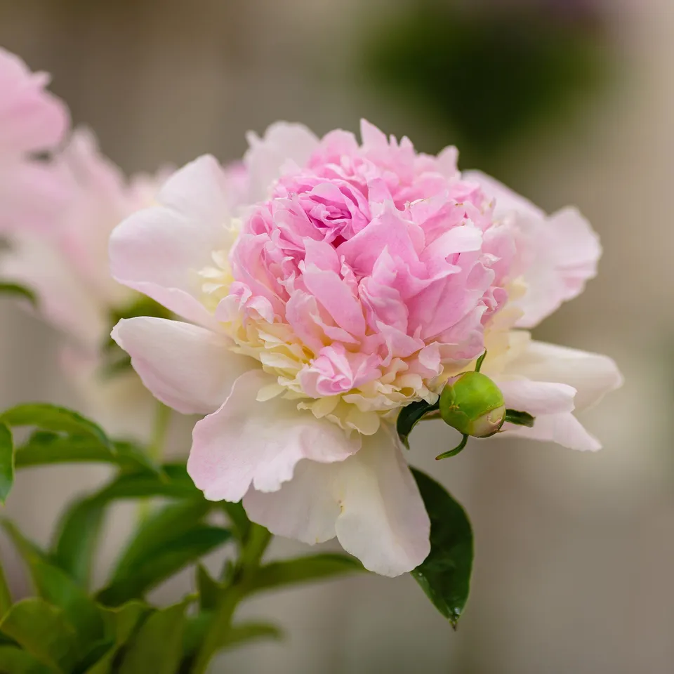 Bakker Vivaces Pivoine Raspberry Sundae racine nue fleur rose