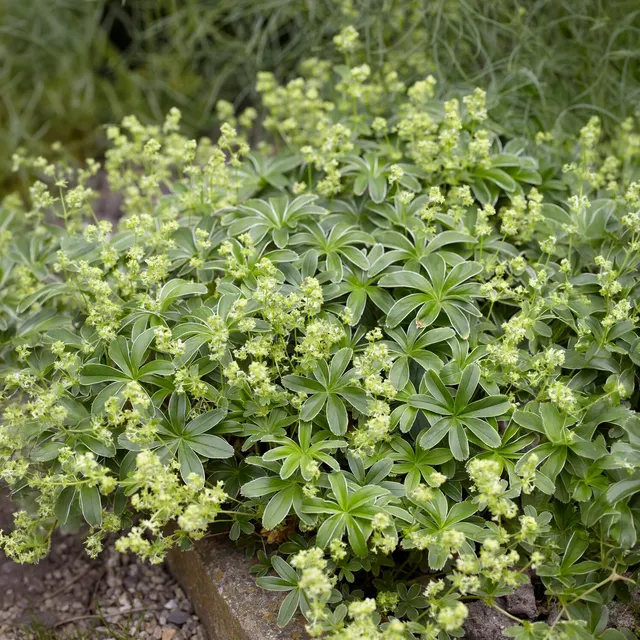 Bakker Alchémille des Alpes vivace pot Ø9cm feuillage argenté