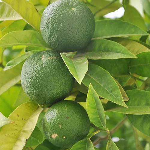 Bakker Fruitiers Citron vert pot 9cm 25-35cm fruits