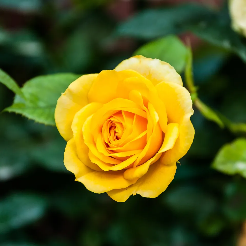 Bakker Rosier Hadangel buisson jaune racine nue