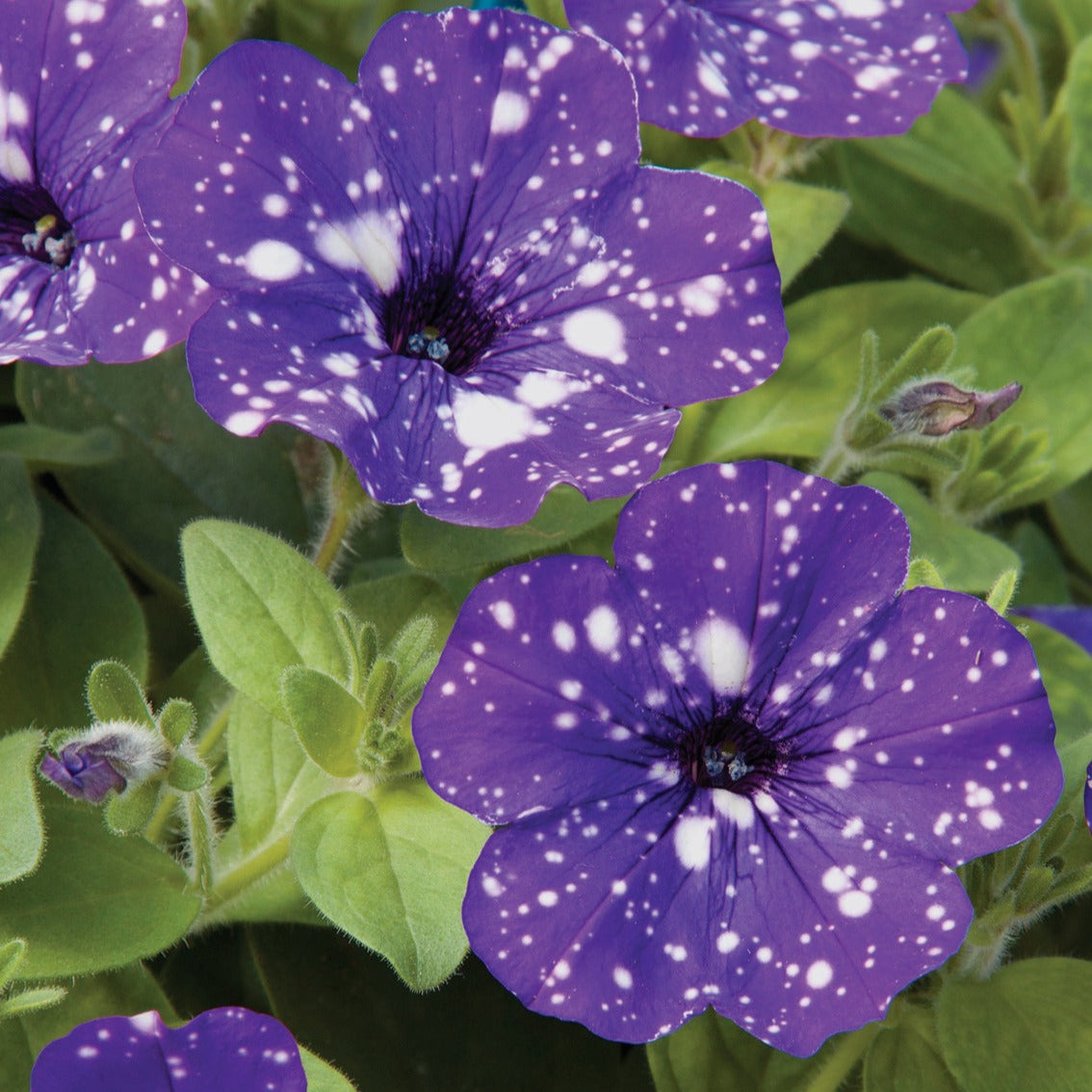 Bakker 3 Pétunias Nuit étoilée Night Sky fleur pot 10,5cm
