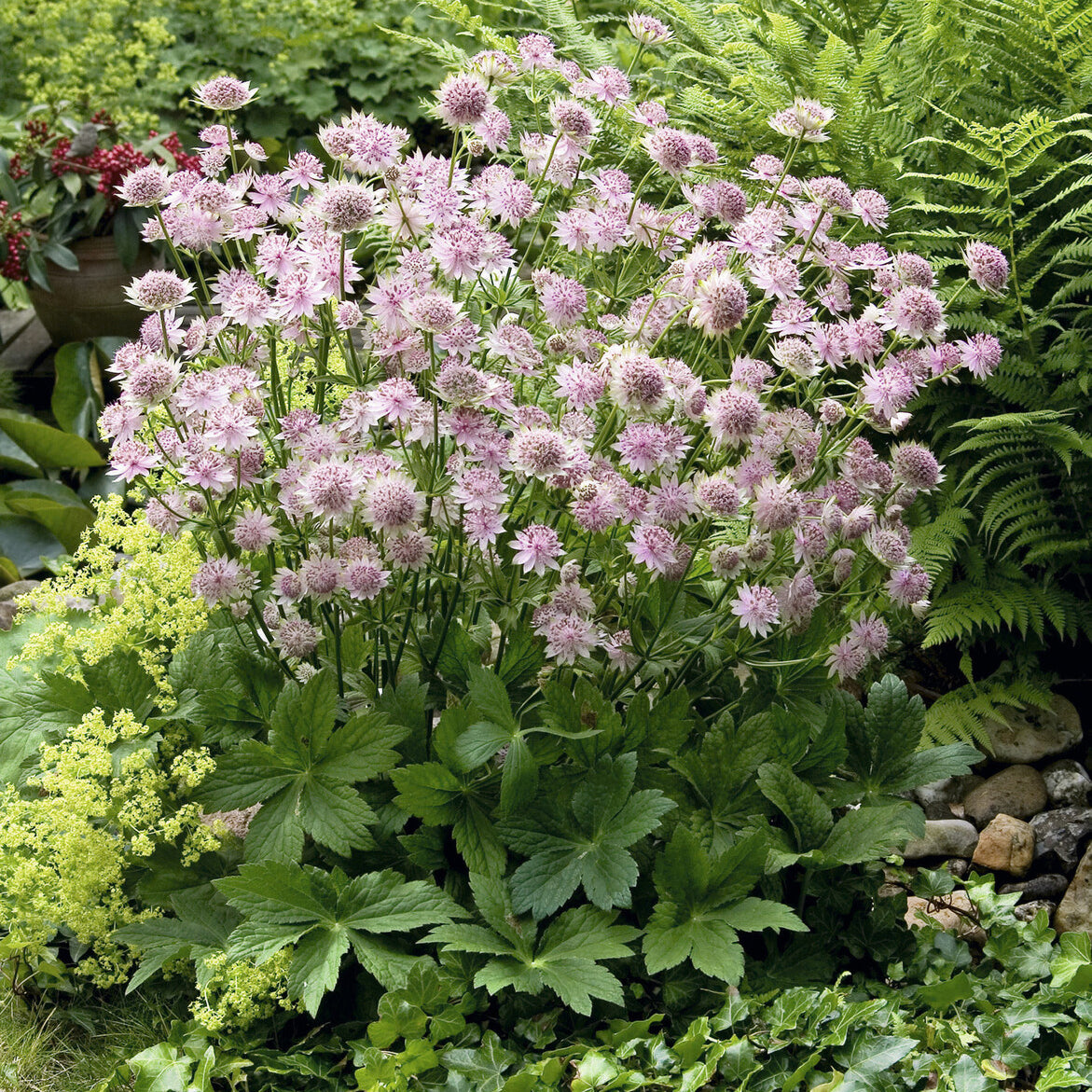 Bakker Astrance Buckland Astrantia plante vivace pot Ø9cm rose