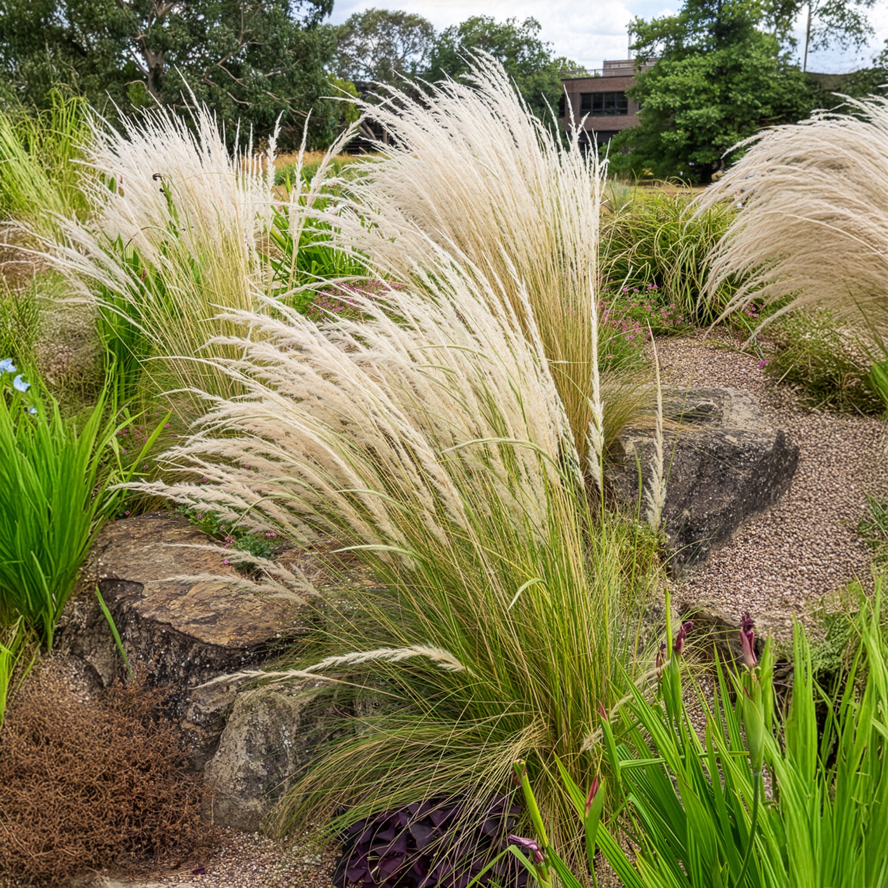 Bakker Stipe ichu graminée ornementale pot 8cm blanc