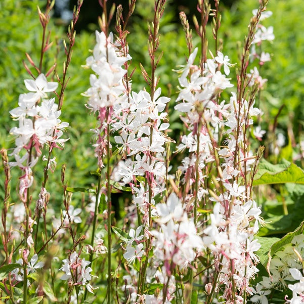 Bakker Gauras Blanc et Rose vivace 2 pots Ø9cm longue floraison