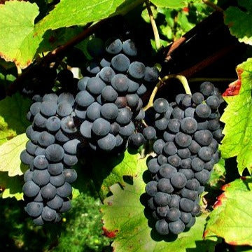 Bakker Fruitiers Vigne Pinot vigne motte 20-40cm autofertile