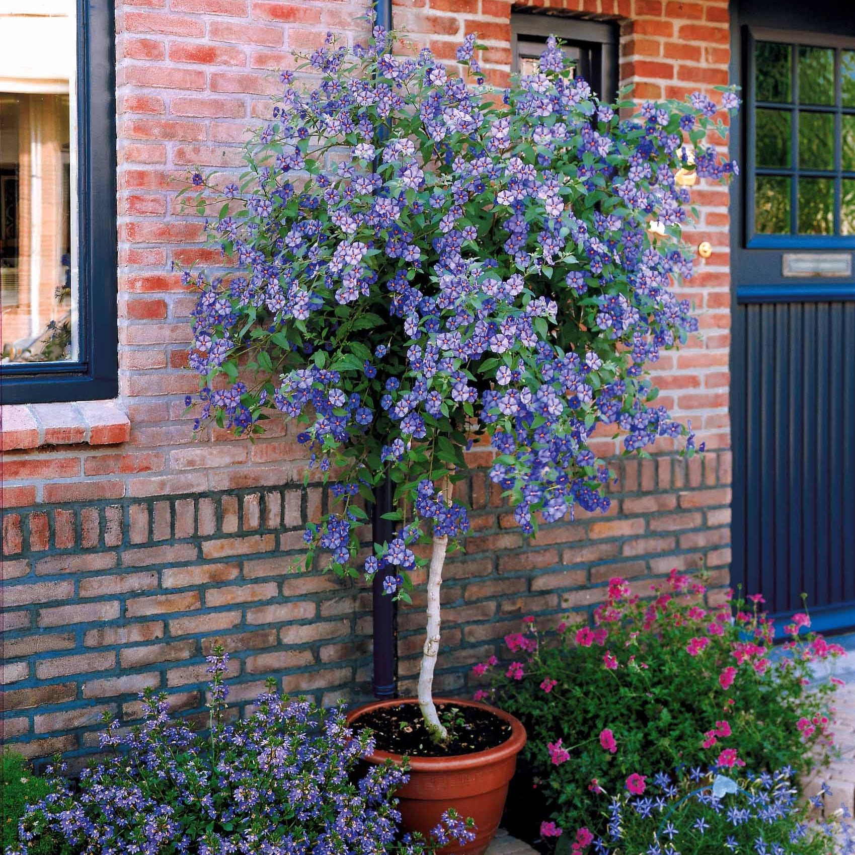Bakker Arbre aux gentianes Lycianthes arbuste pot Ø9cm